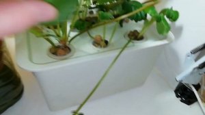 Выращивание дома ремонтантная клубника земляника strawberry на 20.10.19. Гидропоника.