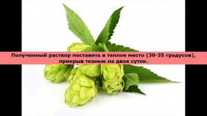 Хмелевая закваска для хлеба