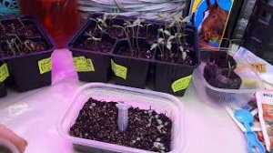 18. Черной ножки у рассады не будет!