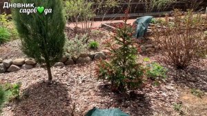 Обзор сорта ели Rydal. Скорость роста, декоративность. Что посадить рядом - выбор партеров.