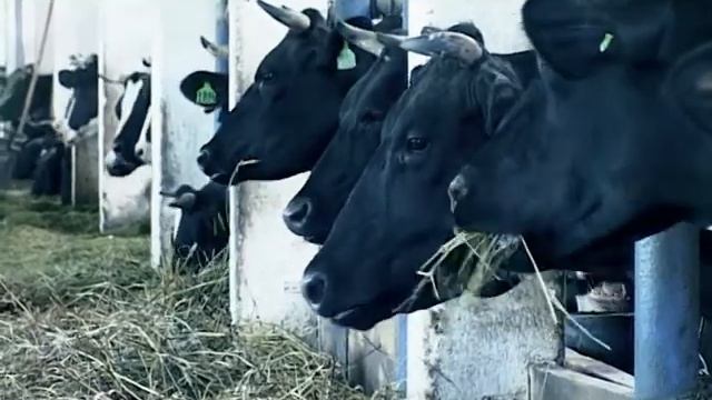 ООО «ВЕЛИКОЛЕНСКОЕ», с. Ленск, Кунгурский район, Пермский край. смотреть онлайн