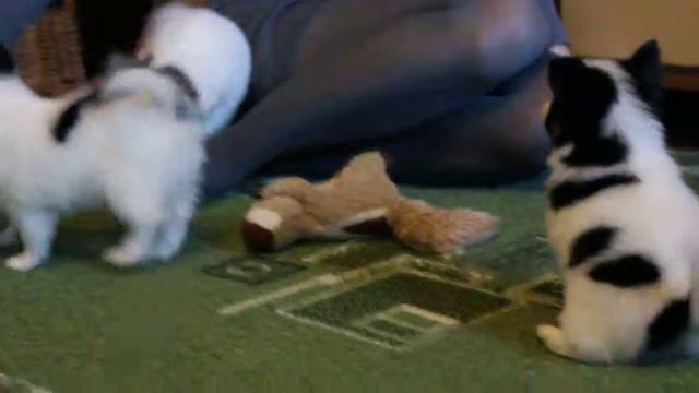 Щенки папийона. 1.5 мес. ч.3 смотреть онлайн