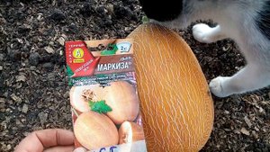Созрела? Дыня сорта "МАРКИЗА" в Теплице. Жаль что посадила Мало ??? 28 августа 2022г.