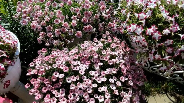 Как Вырастить Огромный Шар из Ампельной Петунии ?|Секреты выращивания ампельной петунии.|Петуния. смотреть онлайн