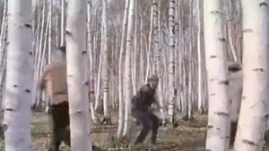 СПЛИН_Сидхи (демонстрируют Вицин, Никулин и Моргунов)