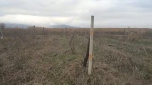 Пегая гончая 8 месяцев работа по зайцу