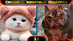 Смешные животные 2022 Февраль 🐱 Кошки 🐶 Собаки 🐹 Funny animals 😂 Подборка № 11