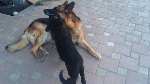 Чистокровная немецкая овчарка, девочка, чёрная. Играет с отцом. смотреть онлайн