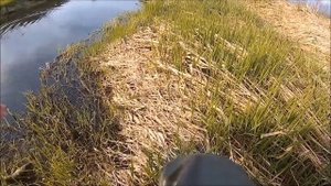 Подъязок и мелкие щучки на воблер Jackall Tiny Magallon.