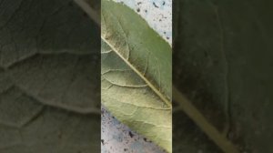 Паутинный клещ, как выглядит,чем бороться.