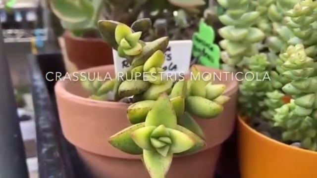 Suculentas raras do Japão! смотреть онлайн