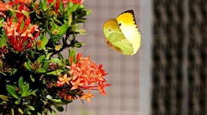 О, женщина, летающая трудно... Вероника Долина