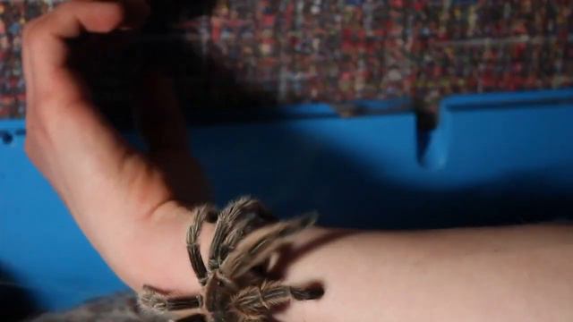 Как брать пауков птицеедов на руки смотреть онлайн