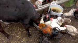Как вырастить телёнка на комбикорме без коровьего молока ЛПХ