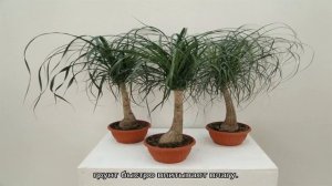 Бокарнея: уход в домашних условиях и популярные виды