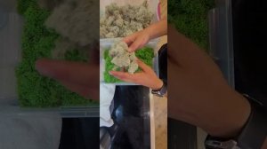 стабилизация мха (ягеля). работа над пано, подготовка.(2)