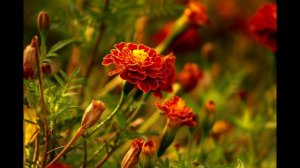 С днем рождения Инга