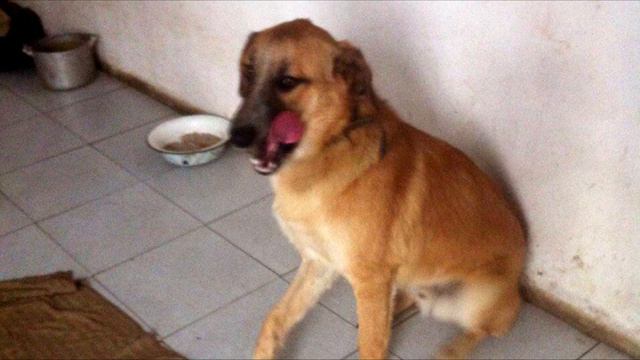 Собака волочила сломанную лапу, жалобно заглядывая в глаза людям смотреть онлайн