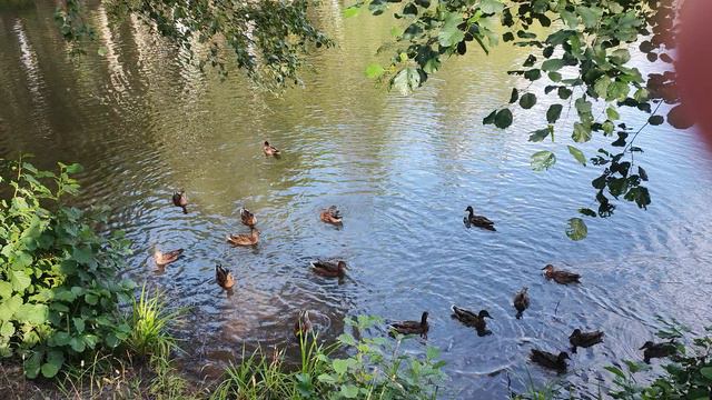 утки на Авангарде.mp4 смотреть онлайн