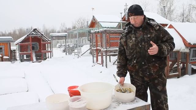 Самый выгодный корм для кур несушек.