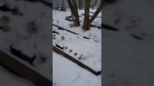 Как зимуют растения в моём питомнике.