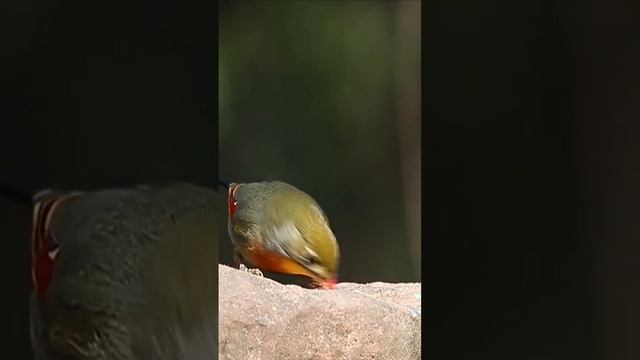 Kuaiying Qixi Festival broadcast, the sound of acacia birds, fast hands