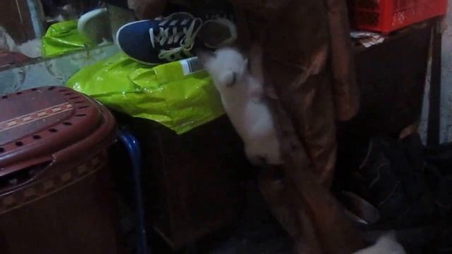 сиамские котята на занавеске смотреть онлайн