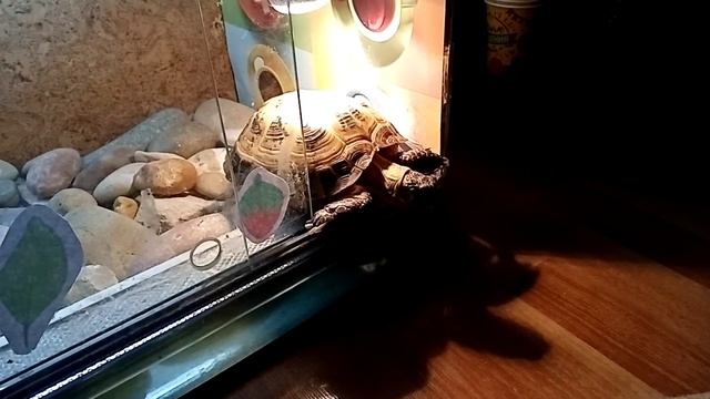 сухопутная черепаха, побег из террариума смотреть онлайн