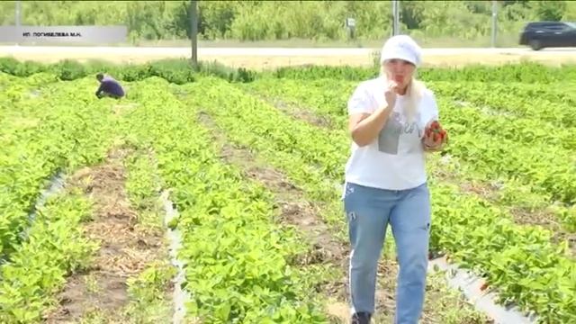У жителей Курска есть возможность полакомиться натуральной клубникой смотреть онлайн
