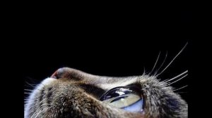 Персидская кошка