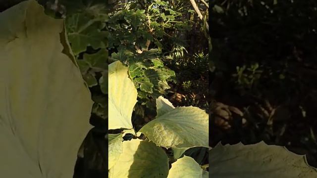 Прощальная прогулка по Фондовой Оранжерее смотреть онлайн