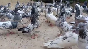 голуби пакистанские в Узбекистане.