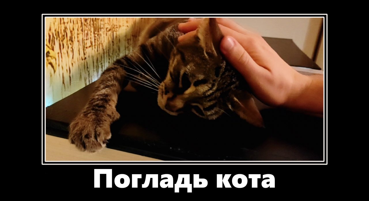 Погладь кота / Pet the cat