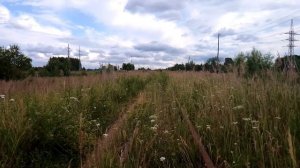 Заросшая узкоколейная железная дорога. Июль 2022