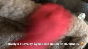 Как убрать кошачью шерсть ? =^..^= СИАМСКИЕ КОШКИ