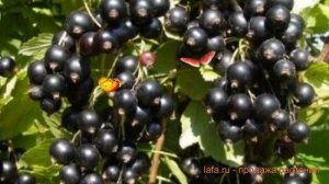 Смородина черная Глариоза (ribes nigrum) ? Глариоза обзор: как сажать, саженцы смородины Глариоза