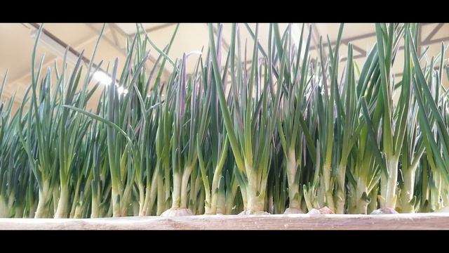 Выгонка зеленого лука Часть-5 смотреть онлайн