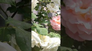 роза Эльф, вестерленд, полька, розариум ютерзейн, ойвельд