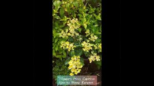 Гортензия метельчатая Полистар начало цветения. 08.06.2023г