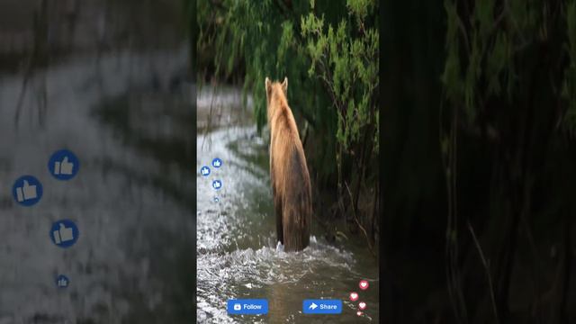 Adorable Bear Cubs Enjoy Playful Swim in the Water