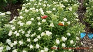 Спирея японская Альбифлора (albiflora) ? обзор: как сажать, саженцы спиреи Альбифлора