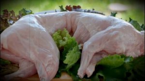 Мясо кролика и кошки как отличить подмен