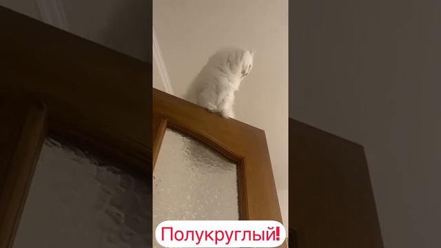 Видео в двух сериях про котиков и Бобров смотреть онлайн