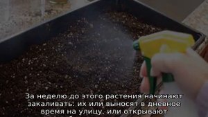 Томат Дамский угодник