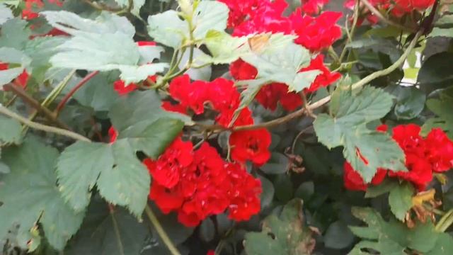 Роза Скарлет Мейяндекор Scarlet Meillandecor. Шикарное алое облако! смотреть онлайн