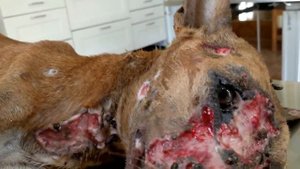 Remove mango worms from dog - Remove mango worms from dog skin Удалите манговых червей с кожи собак