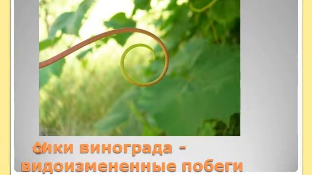 Презентация Видоизменения побегов смотреть онлайн