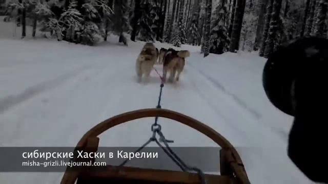 Хаски в Карелии смотреть онлайн
