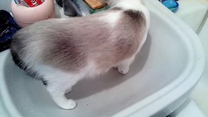 Кошка сноу шу хочет купаться,а воды горячей нет