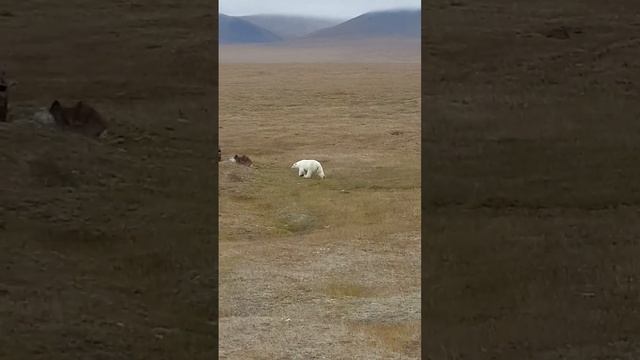 Давай познакомимся?       #arctic #polarbear #арктика #polar